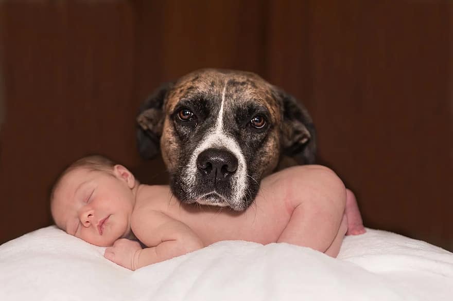 cane, bambino, animale, piccolo, canino, amore, infantile, adorabile, animale domestico
