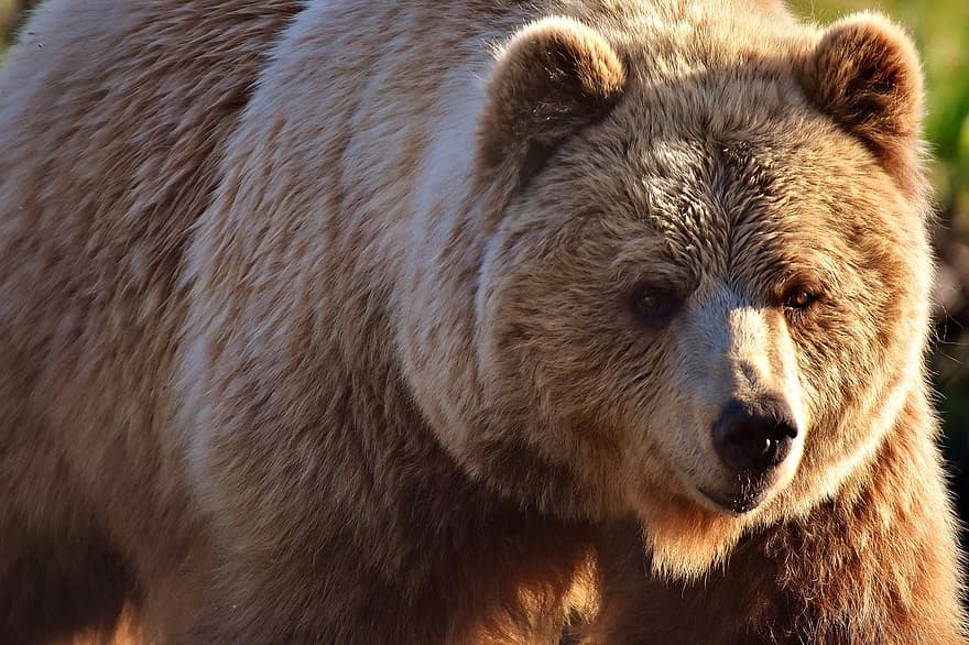 europeisk brun bjørn, vilt dyr, furry, farlig, dyr verden, pels, Bjørn, snute, rovdyret, natur, brunbjørn