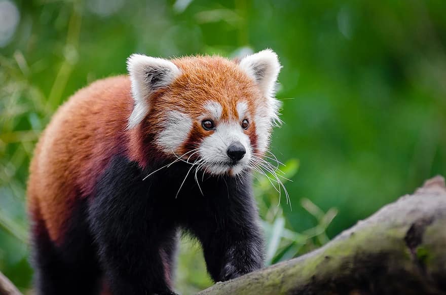 ihana, punainen panda, eläin, lihansyöjä, lähikuva, söpö, turkis, pörröinen, pää, nisäkäs, luonto