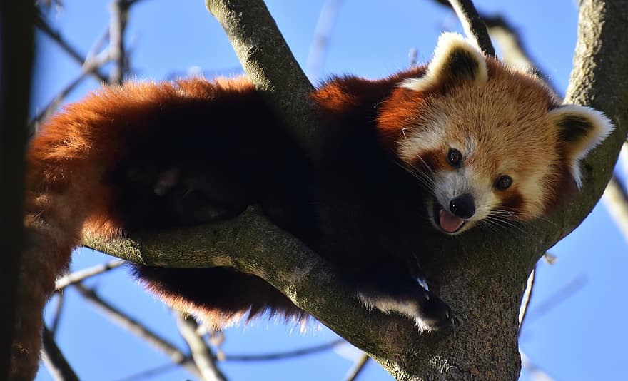 パンダ、赤いパンダ、くま猫、ailurus fulgens、捕食者、哺乳類、ヒマラヤ、南西中国、動物園、ヘラブルン、ティアパークヘラブルン