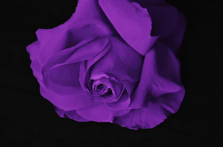 rozes, zieds, mīlestība, augu, Valentīna, krāsa, pieauga, romantisks, romantika, violets, skaistums violets