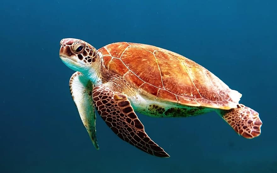 schildpad, zwemmen, zeeschildpad, schepsel, oceaan, oceaan leven, zeeleven, het leven in zee, nautische, onderwater-