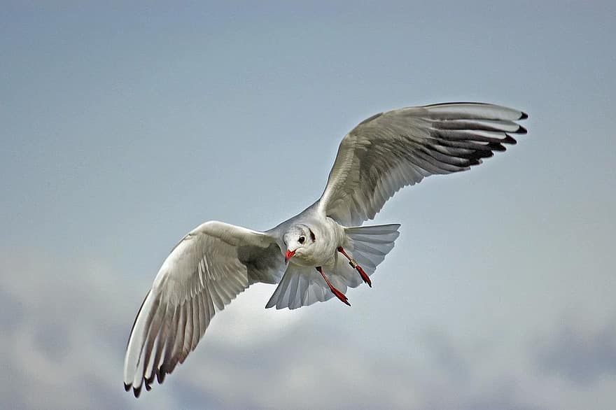 seagull, bird, wings, flying, air, flight, soaring, nature, gull