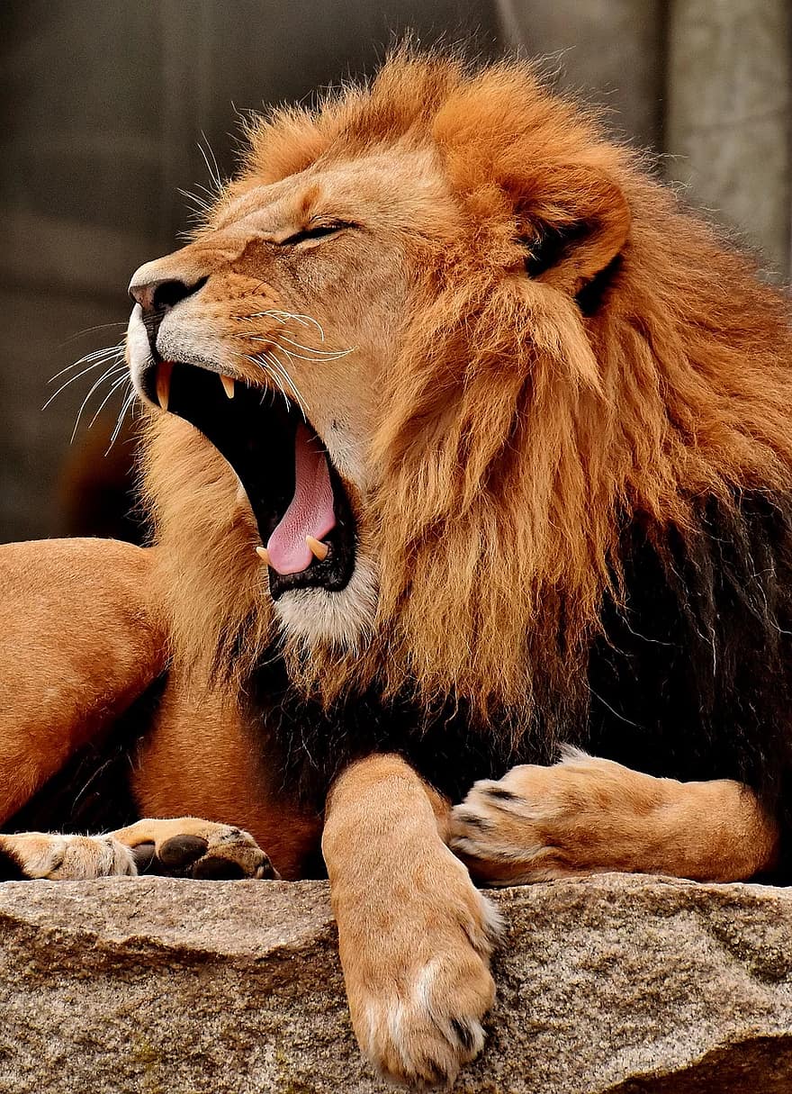 leu, prădător, periculos, coamă, pisica mare, masculin, grădină zoologică, animal salbatic, Africa, animal, tierpark hellabrunn