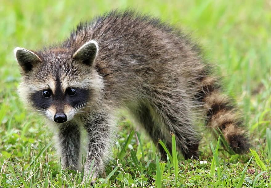 raccoon, animal, wildlife, forest, woods, nature, cute, close up, coon, sweet, baby