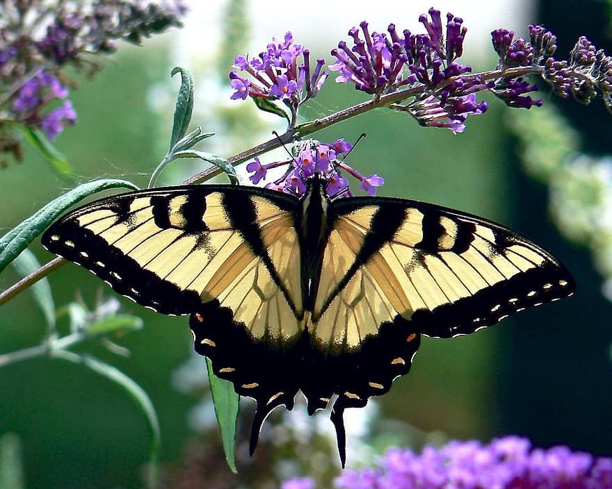 butterfly, eastern tiger swallowtail, insect, black, yellow, flower, wings, wildlife, nature, delicate, pattern