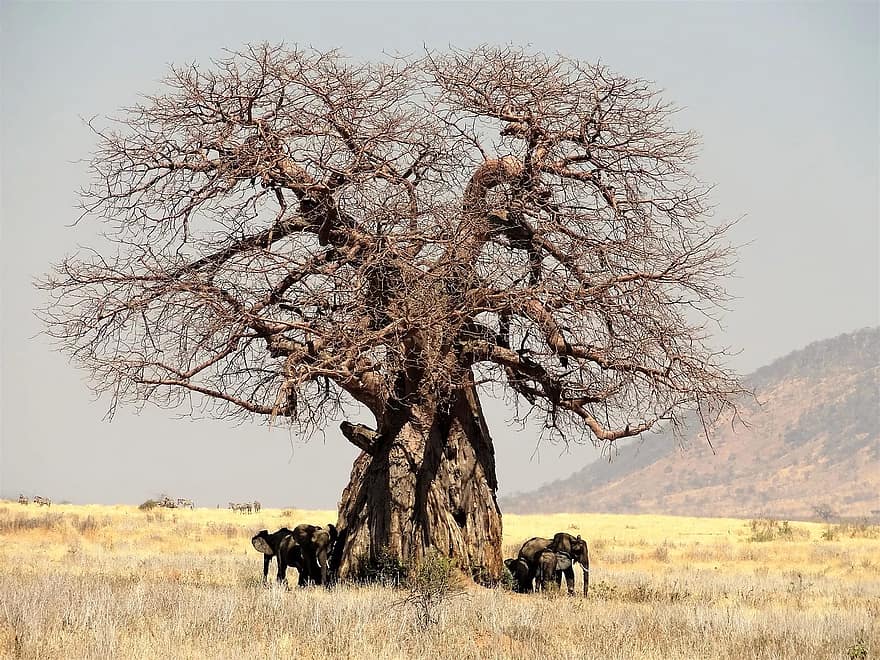Āfrika, koks, baobabs, Tanzānija, raksturs, safari