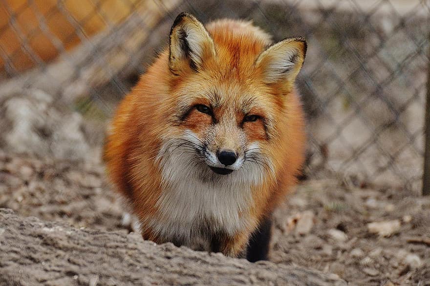 fuchs, wildpark poing, dier, natuur, dieren wereld, dierenportret, zoogdier, dierentuin