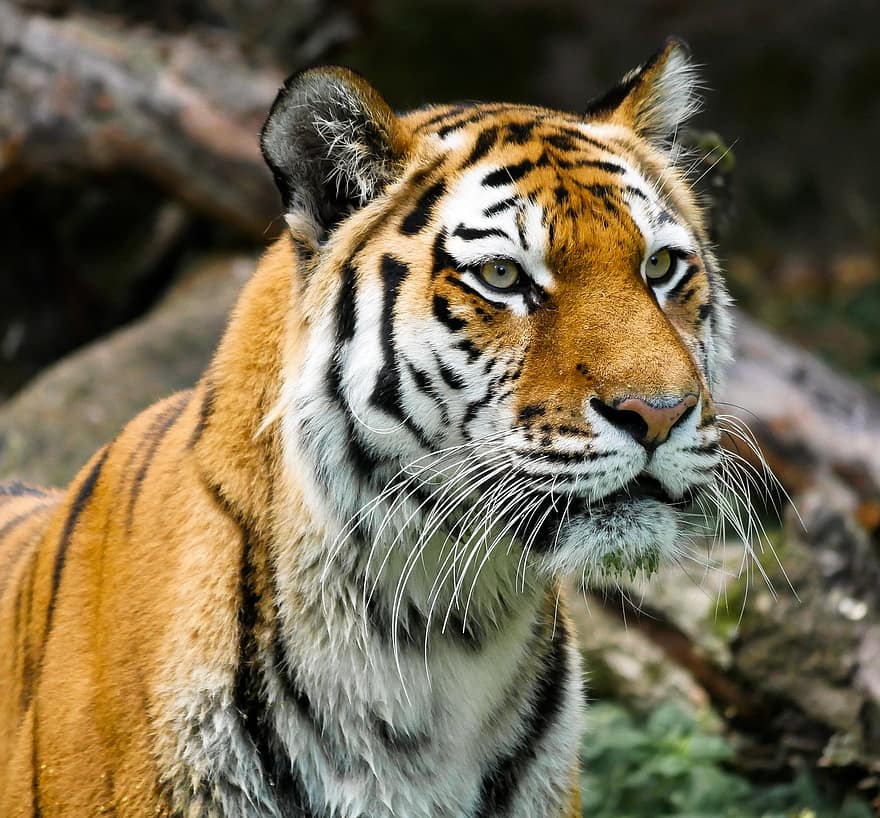 eläin, tiikeri, iso kissa, amurtiger, kissa, saalistaja, vaarallinen, siperiantiikeri, poskiparta, ylpeys, tiergarten nürnberg
