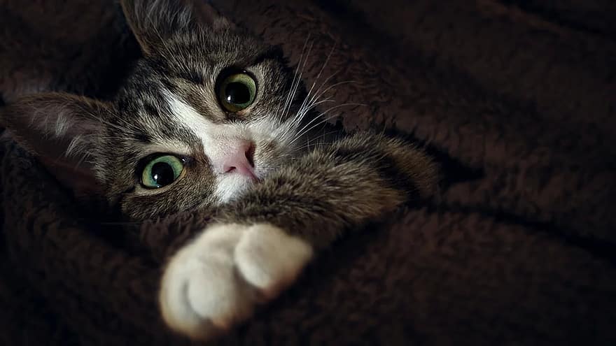 portre, hayvan, memeli, sevimli, kedi yavrusu, kedi, Evcil Hayvanlar, kürk