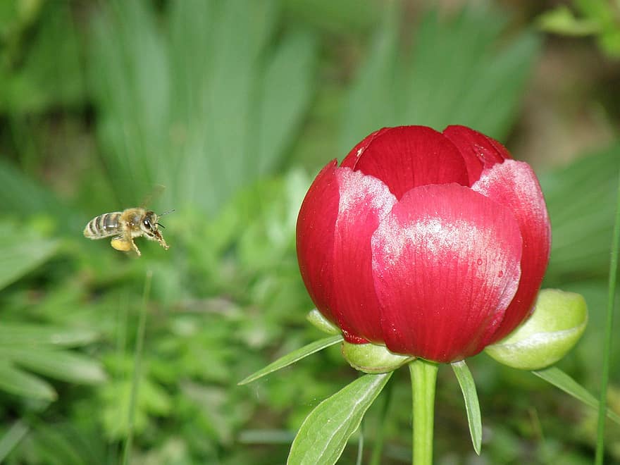bee, flower, peony, floral, plant, natural, blossom, bloom, petal, botanical, organic