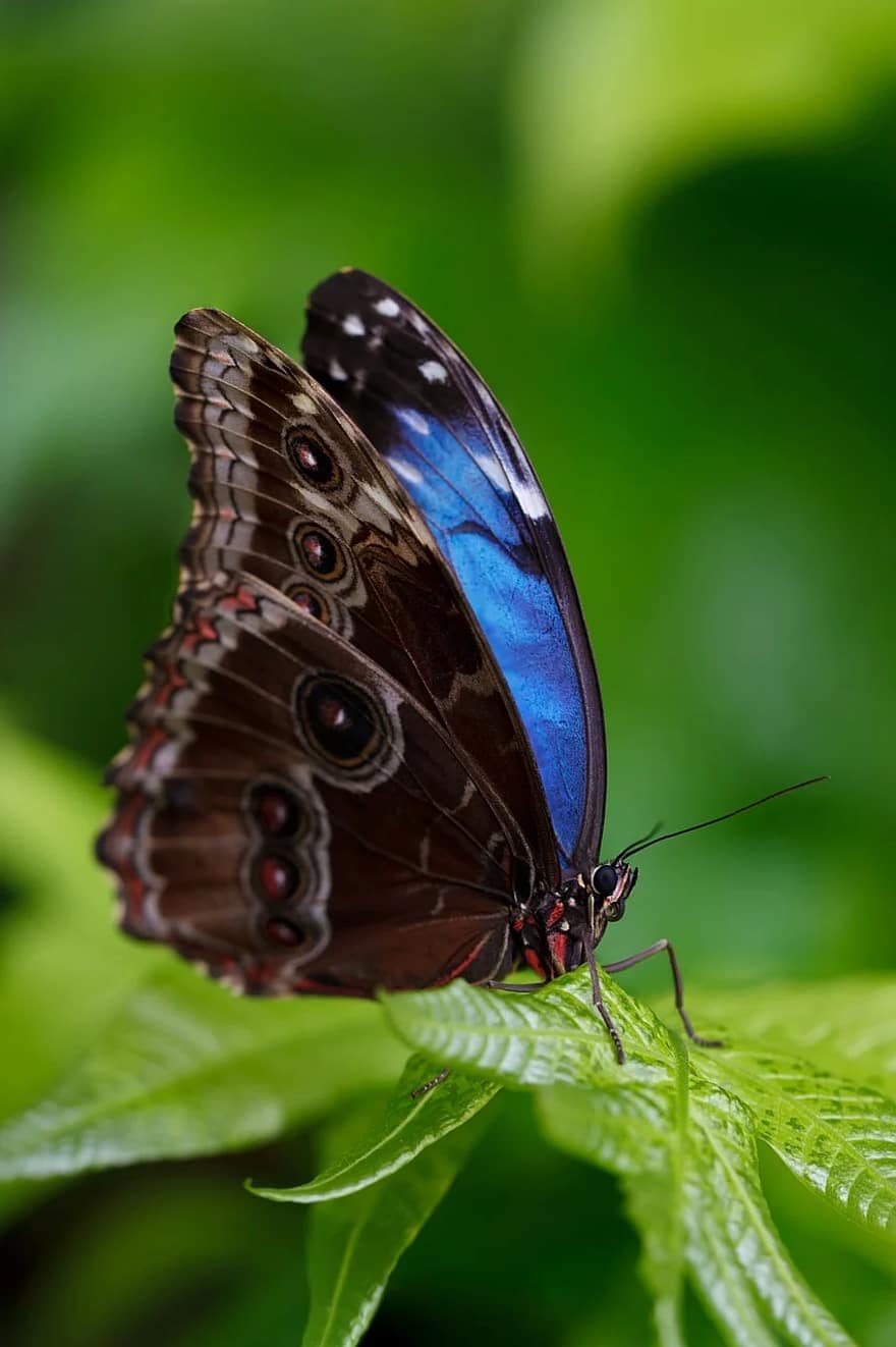 hewan, kupu-kupu, indah, morfo biru, morfo peleides, penuh warna, halus, detail, eksotik, serangga, makro