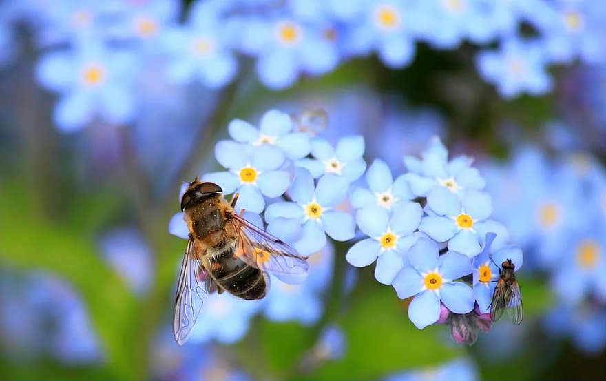 neaizmirsti mani, hoverfly, lidot, zied, raksturs, smaila zieds, augu, zils, makro, tuvplāns, gaiši zils
