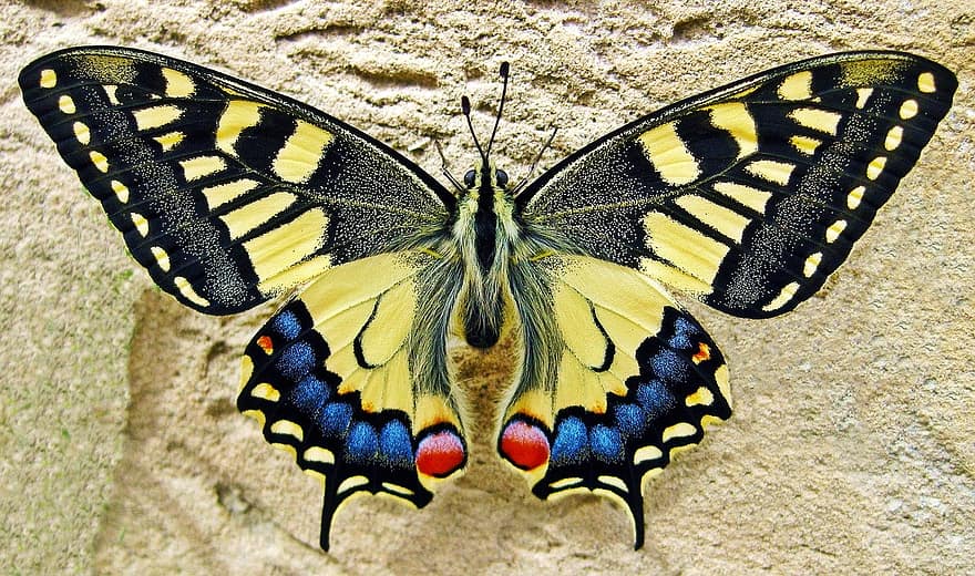 butterfly, swallow tailed butterfly, insect, nature, swallowtail, colorful, yellow, black, bug, wildlife, lepidoptera