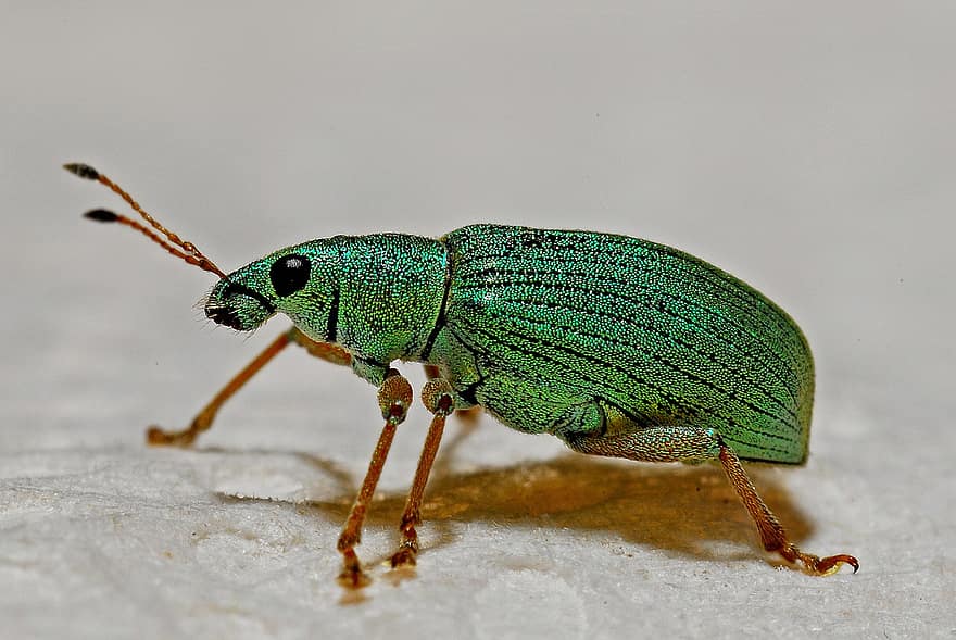 snutebille, makro, leddyr, entomologi, insekt, zoologi, natur, dyreliv, økologi, grønn, biologi