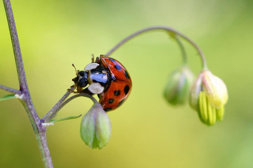 coccinelle, insecte, la nature, vert jaunâtre, scarabée, branche, Coccinellidae, la chance, coccinelle chanceuse, porte-bonheur, fermer