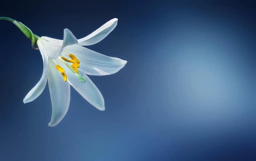 bunga, bunga bakung, lilium candidum, Madonna Lily, lilium, Lili putih, putih, indah, berkembang, berbunga, mekar