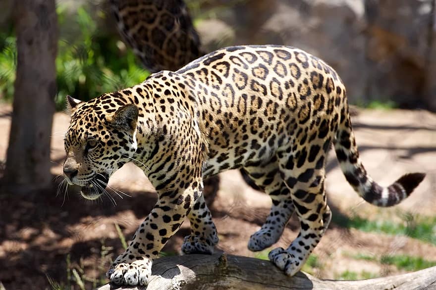 djur-, leopard, stor katt, rovdjur, katt, fara, utsatt för fara, öga, päls, djungel, däggdjur
