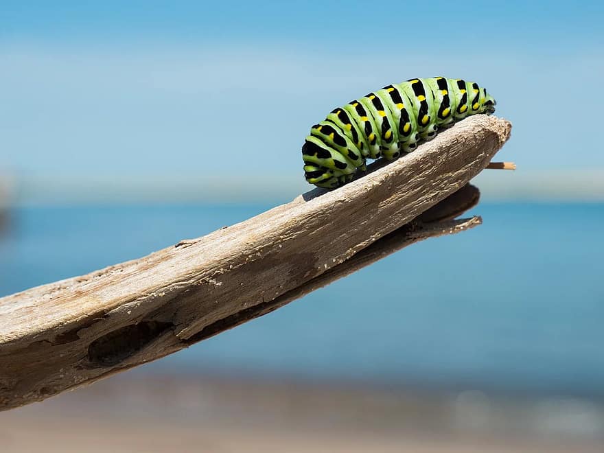 omidă, ramură, larvă, lepidoptere, insectă, in dungi, colorat, metaforă, transformare, metamorfoză, evolua