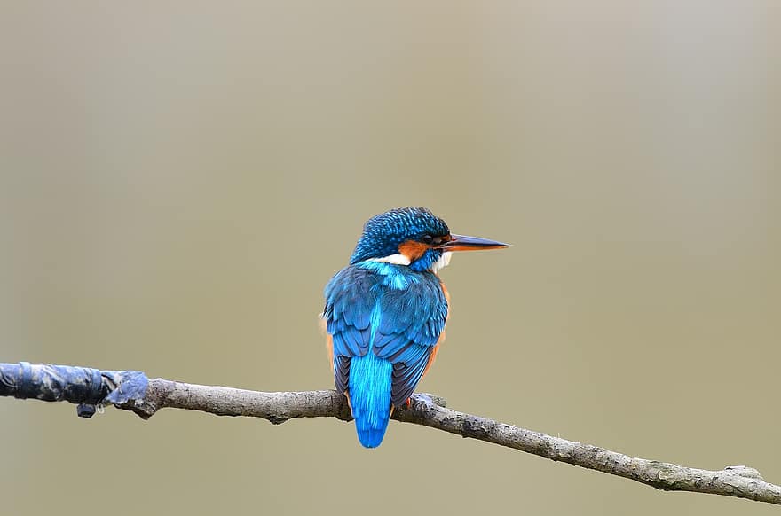 nature, wild, natural, animal, blue, branch, perching, white beak, perched, feather, poland