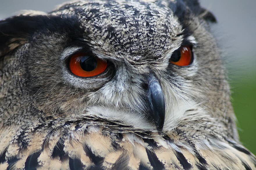 Kotka pöllö, pöllö, bubo bubo, lintu, eläin, öinen, katse