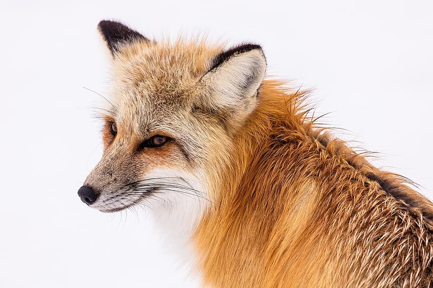 Volpe rossa, natura, ritratto, predatore, vulpes vulpes, natura selvaggia, peloso, selvaggio, mammifero, carnivoro, Parco Nazionale di Yellowstone