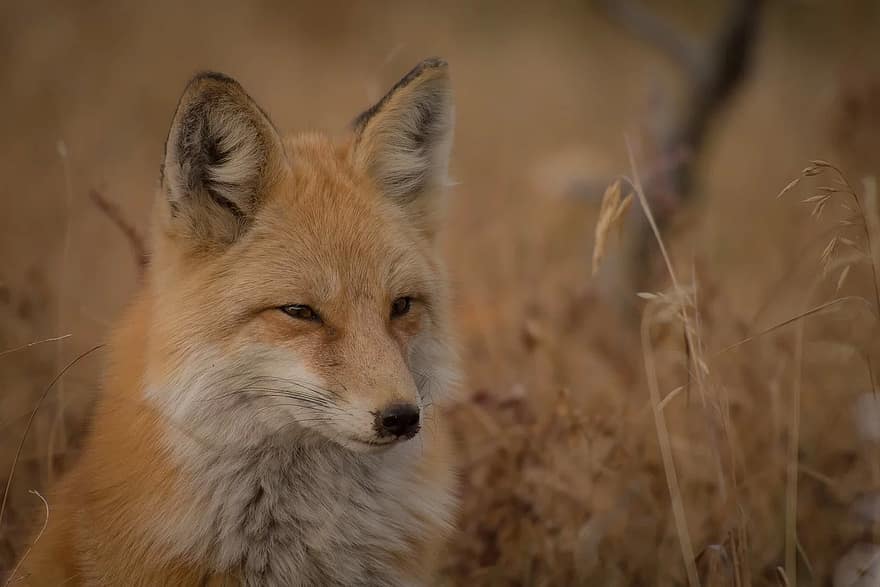 animal, fox, canine, carnivore, close-up, fur, grass, looking, mammal, outdoors, predator